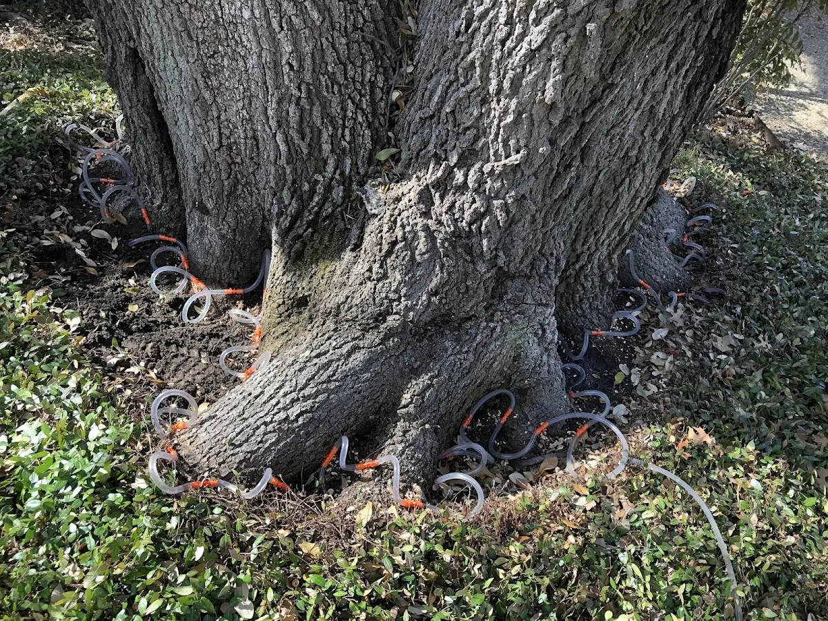 Detailed Tree Cabling and Bracing job site in Stevinson