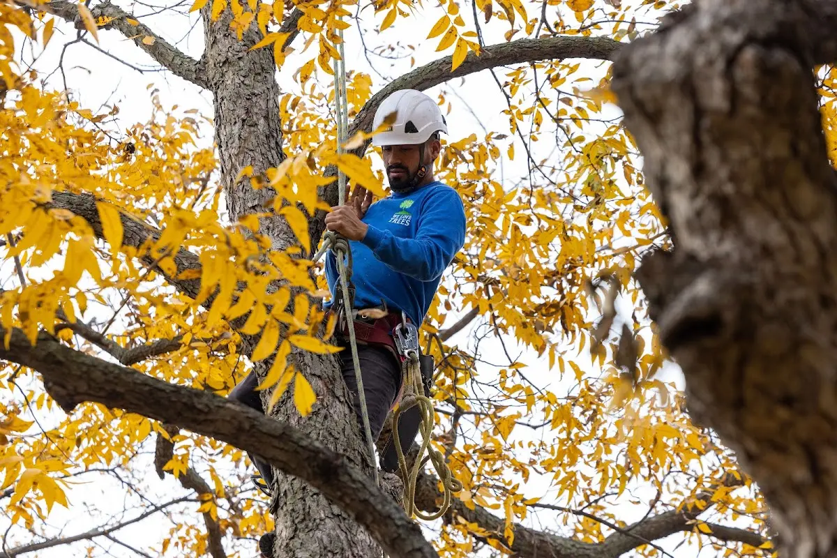 Skilled Storm Damage Cleanup crew working in Stevinson